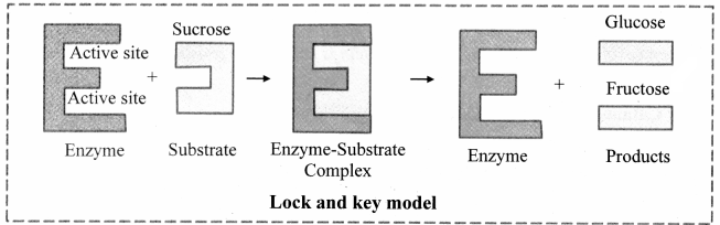 Maharashtra-Board-Class-11-Biology-Solutions-Chapter-6-Biomolecules-9