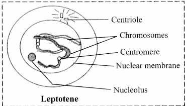 Maharashtra-Board-Class-11-Biology-Solutions-Chapter-7-Cell-Division-1