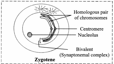 Maharashtra-Board-Class-11-Biology-Solutions-Chapter-7-Cell-Division-2