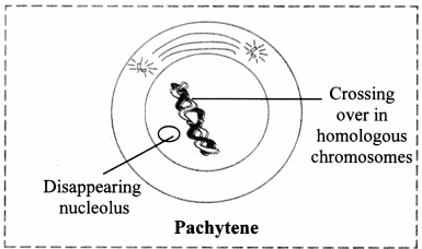 Maharashtra-Board-Class-11-Biology-Solutions-Chapter-7-Cell-Division-3