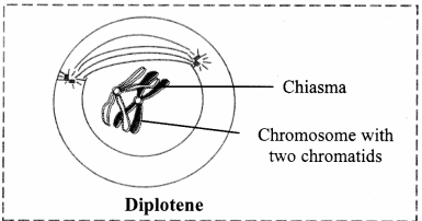Maharashtra-Board-Class-11-Biology-Solutions-Chapter-7-Cell-Division-4