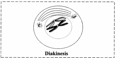 Maharashtra-Board-Class-11-Biology-Solutions-Chapter-7-Cell-Division-5