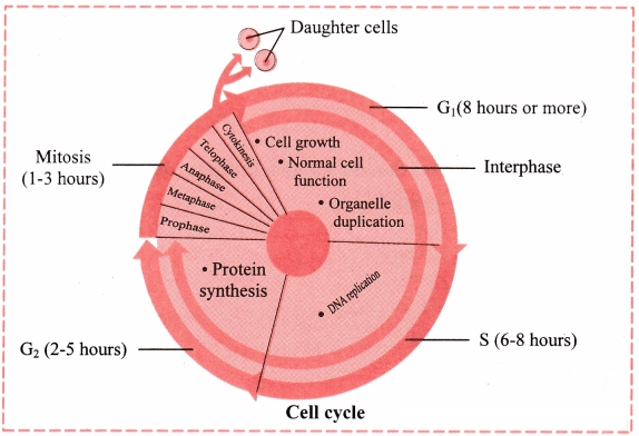 Maharashtra-Board-Class-11-Biology-Solutions-Chapter-7-Cell-Division-6