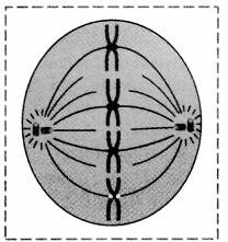 Maharashtra-Board-Class-11-Biology-Solutions-Chapter-7-Cell-Division-7