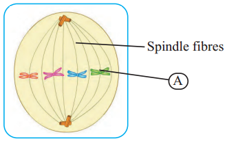 Maharashtra-Board-Class-11-Biology-Solutions-Chapter-7-Cell-Division-8