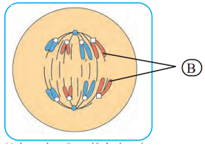Maharashtra-Board-Class-11-Biology-Solutions-Chapter-7-Cell-Division-9