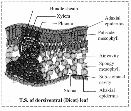 Maharashtra-Board-Class-11-Biology-Solutions-Chapter-8-Plant-Tissues-and-Anatomy-1
