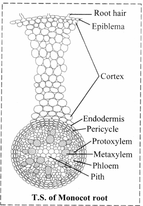 Maharashtra-Board-Class-11-Biology-Solutions-Chapter-8-Plant-Tissues-and-Anatomy-2