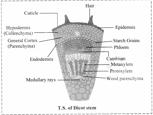 Maharashtra-Board-Class-11-Biology-Solutions-Chapter-8-Plant-Tissues-and-Anatomy-3