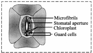 Maharashtra-Board-Class-11-Biology-Solutions-Chapter-8-Plant-Tissues-and-Anatomy-5