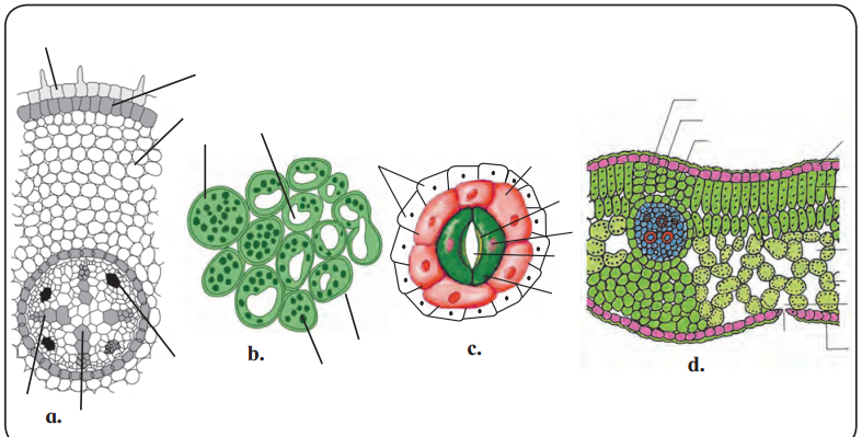 Maharashtra-Board-Class-11-Biology-Solutions-Chapter-8-Plant-Tissues-and-Anatomy-7