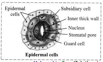 Maharashtra-Board-Class-11-Biology-Solutions-Chapter-8-Plant-Tissues-and-Anatomy-8