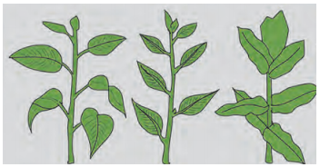 Maharashtra-Board-Class-11-Biology-Solutions-Chapter-9-Morphology-of-Flowering-Plants-1