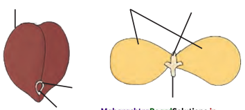 Maharashtra-Board-Class-11-Biology-Solutions-Chapter-9-Morphology-of-Flowering-Plants-3