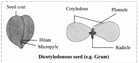Maharashtra-Board-Class-11-Biology-Solutions-Chapter-9-Morphology-of-Flowering-Plants-4
