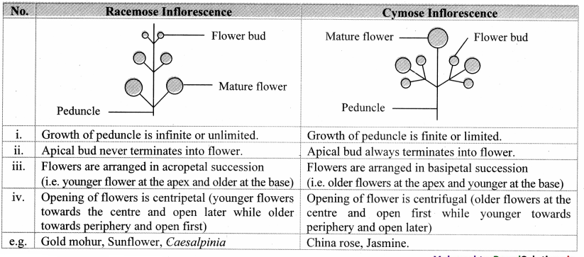Maharashtra-Board-Class-11-Biology-Solutions-Chapter-9-Morphology-of-Flowering-Plants-5