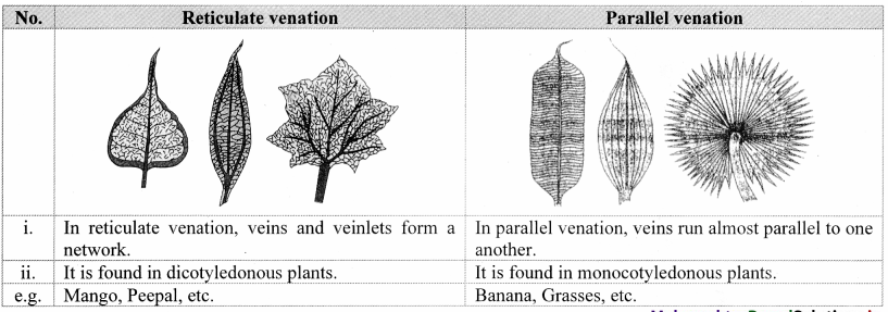 Maharashtra-Board-Class-11-Biology-Solutions-Chapter-9-Morphology-of-Flowering-Plants-6