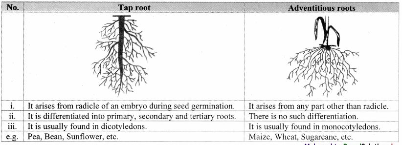 Maharashtra-Board-Class-11-Biology-Solutions-Chapter-9-Morphology-of-Flowering-Plants-7