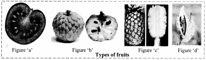 Maharashtra-Board-Class-11-Biology-Solutions-Chapter-9-Morphology-of-Flowering-Plants-8