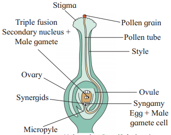 Maharashtra-Board-Class-12-Biology-Solutions-Chapter-1-Reproduction-in-Lower-and-Higher-Plants-1