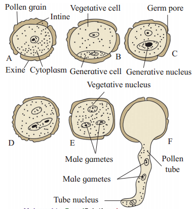 Maharashtra-Board-Class-12-Biology-Solutions-Chapter-1-Reproduction-in-Lower-and-Higher-Plants-2