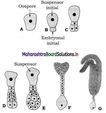 Maharashtra-Board-Class-12-Biology-Solutions-Chapter-1-Reproduction-in-Lower-and-Higher-Plants-3