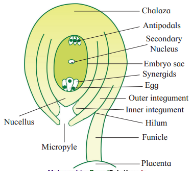 Maharashtra-Board-Class-12-Biology-Solutions-Chapter-1-Reproduction-in-Lower-and-Higher-Plants-4