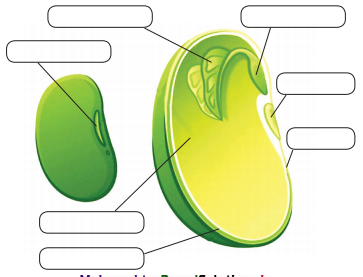 Maharashtra-Board-Class-12-Biology-Solutions-Chapter-1-Reproduction-in-Lower-and-Higher-Plants-6