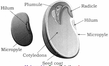 Maharashtra-Board-Class-12-Biology-Solutions-Chapter-1-Reproduction-in-Lower-and-Higher-Plants-7