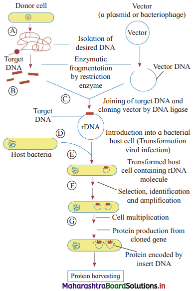 Maharashtra-Board-Class-12-Biology-Solutions-Chapter-12-Biotechnology-1