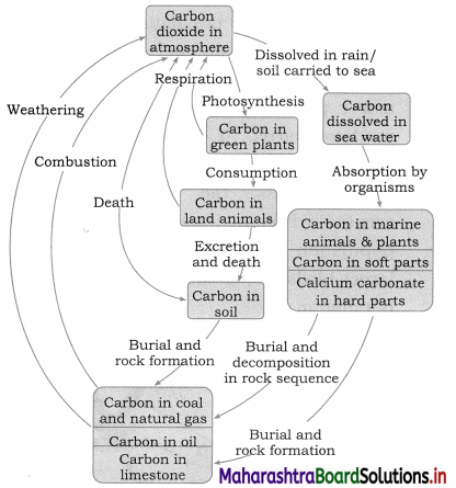Maharashtra-Board-Class-12-Biology-Solutions-Chapter-14-Ecosystems-and-Energy-Flow-2