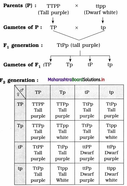 Maharashtra-Board-Class-12-Biology-Solutions-Chapter-3-Inheritance-and-Variation-4