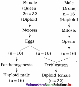 Maharashtra-Board-Class-12-Biology-Solutions-Chapter-3-Inheritance-and-Variation-5