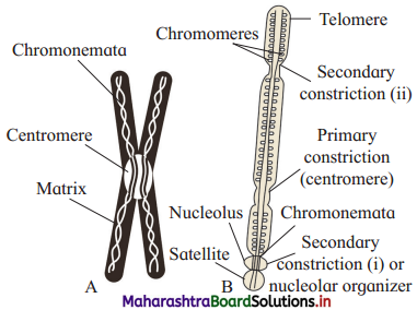 Maharashtra-Board-Class-12-Biology-Solutions-Chapter-3-Inheritance-and-Variation-6