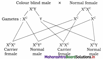 Maharashtra-Board-Class-12-Biology-Solutions-Chapter-3-Inheritance-and-Variation-7