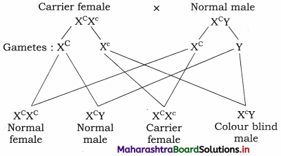 Maharashtra-Board-Class-12-Biology-Solutions-Chapter-3-Inheritance-and-Variation-8