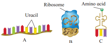 Maharashtra-Board-Class-12-Biology-Solutions-Chapter-4-Molecular-Basis-of-Inheritance-1