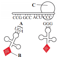 Maharashtra-Board-Class-12-Biology-Solutions-Chapter-4-Molecular-Basis-of-Inheritance-2