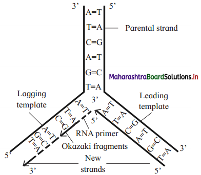 Maharashtra-Board-Class-12-Biology-Solutions-Chapter-4-Molecular-Basis-of-Inheritance-3