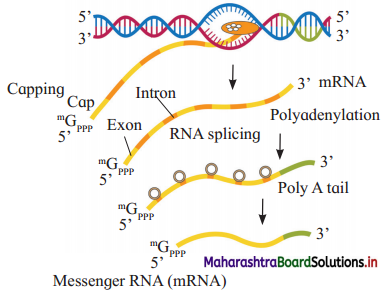 Maharashtra-Board-Class-12-Biology-Solutions-Chapter-4-Molecular-Basis-of-Inheritance-4