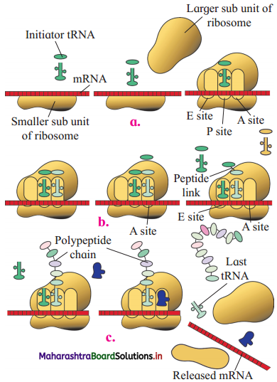 Maharashtra-Board-Class-12-Biology-Solutions-Chapter-4-Molecular-Basis-of-Inheritance-5