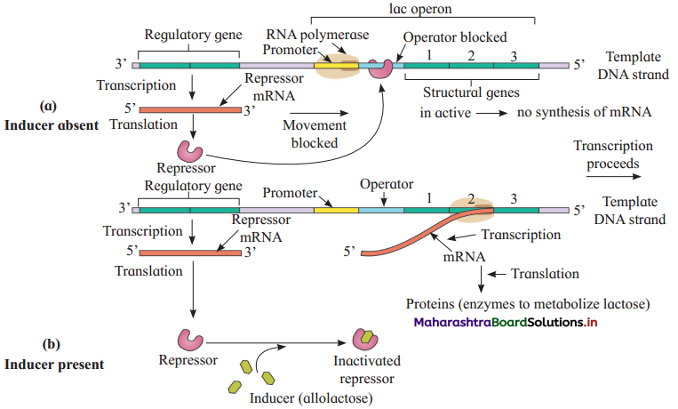 Maharashtra-Board-Class-12-Biology-Solutions-Chapter-4-Molecular-Basis-of-Inheritance-6