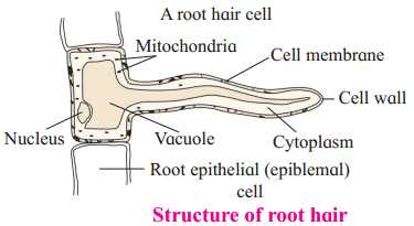 Maharashtra-Board-Class-12-Biology-Solutions-Chapter-6-Plant-Water-Relation-1