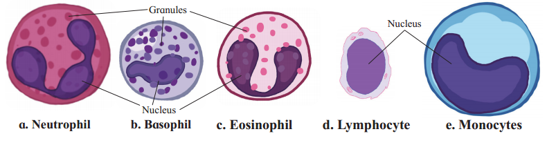 Maharashtra-Board-Class-12-Biology-Solutions-Chapter-8-Respiration-and-Circulation-2