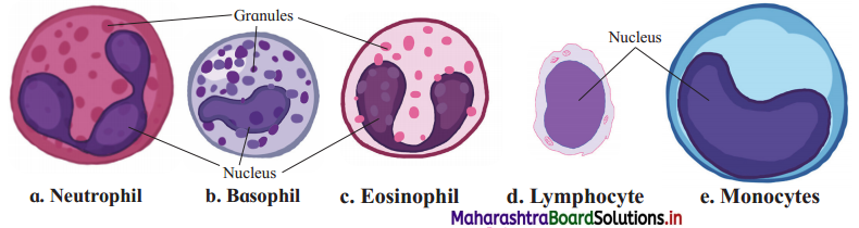 Maharashtra-Board-Class-12-Biology-Solutions-Chapter-8-Respiration-and-Circulation-3