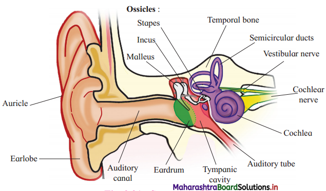 Maharashtra-Board-Class-12-Biology-Solutions-Chapter-9-Control-and-Co-ordination-1