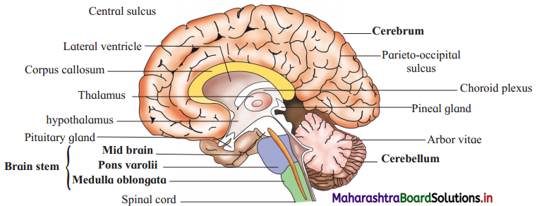 Maharashtra-Board-Class-12-Biology-Solutions-Chapter-9-Control-and-Co-ordination-3