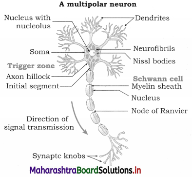 Maharashtra-Board-Class-12-Biology-Solutions-Chapter-9-Control-and-Co-ordination-4