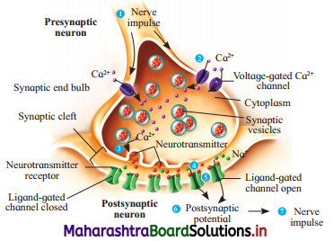 Maharashtra-Board-Class-12-Biology-Solutions-Chapter-9-Control-and-Co-ordination-5