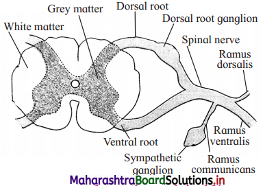Maharashtra-Board-Class-12-Biology-Solutions-Chapter-9-Control-and-Co-ordination-6
